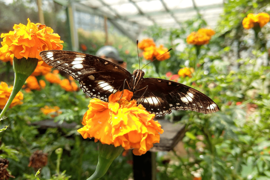 Butterfly Farm Cameron Highlands