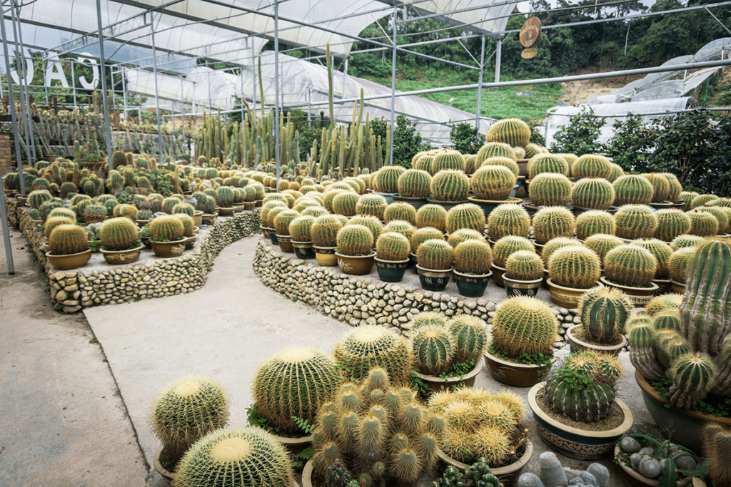 Cactus Valley Cameron Highlands