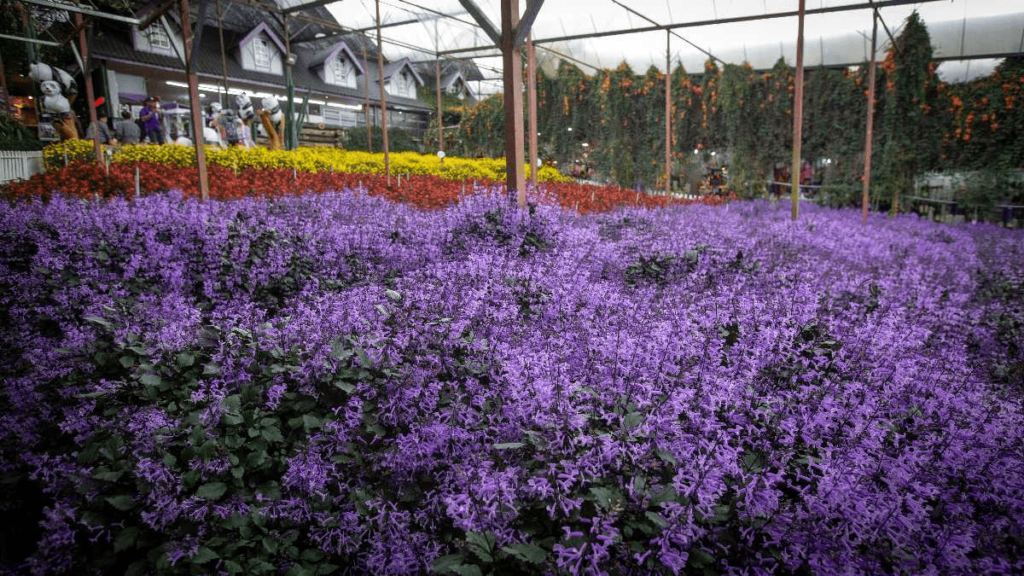Lavender Garden Cameron Highlands