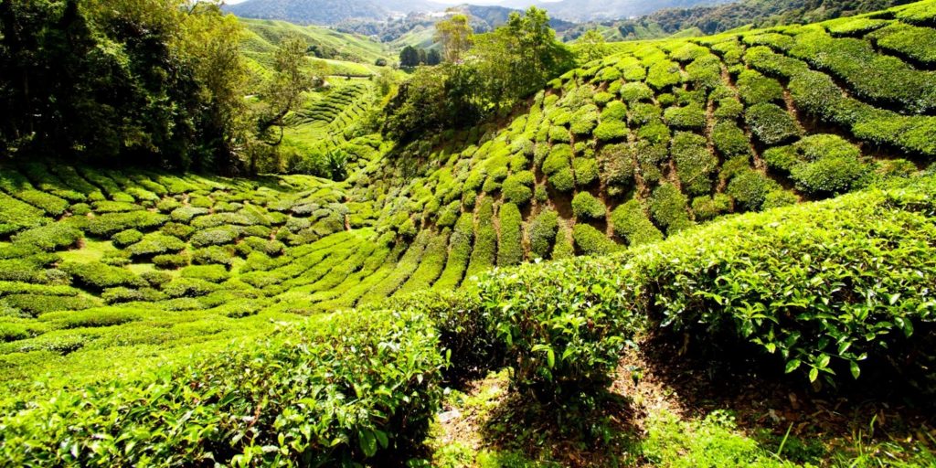 Cameron Highlands