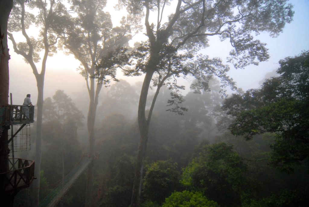 Danum Valley 