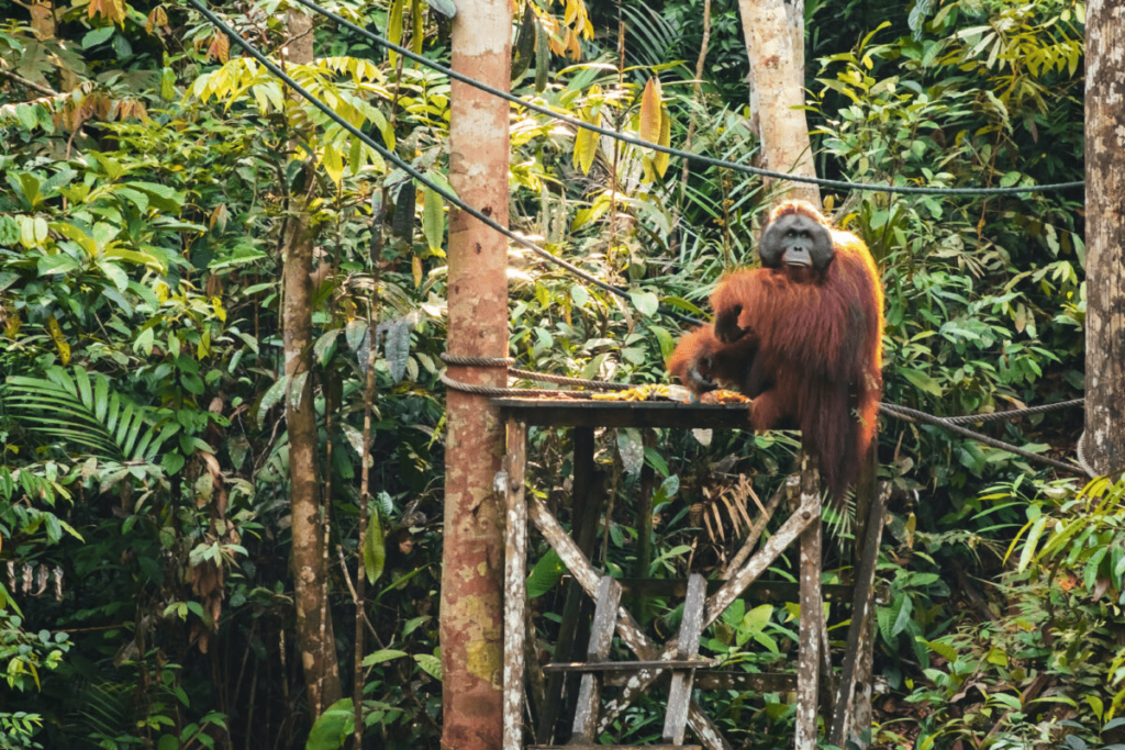 Semenggoh Nature Reserve