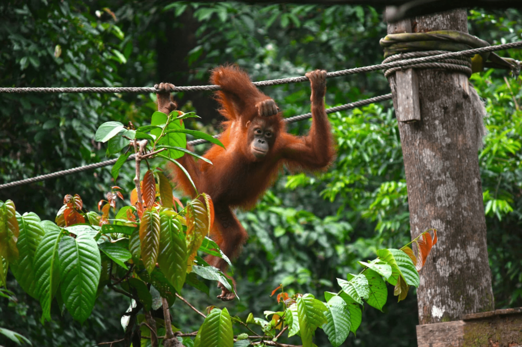 Sepilok Orangutan Rehabilitation Centre