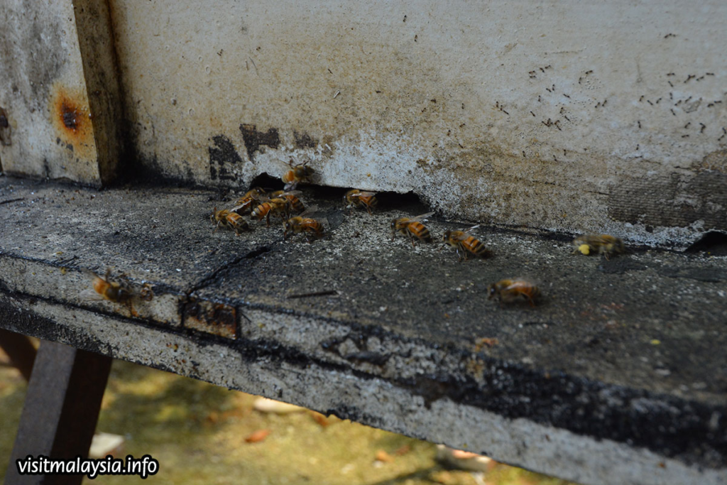 Happy Bee Farm