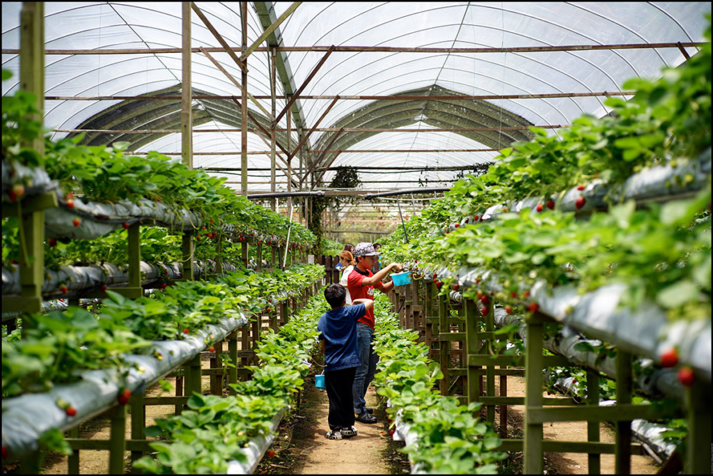 Strawberry Leisure Farm