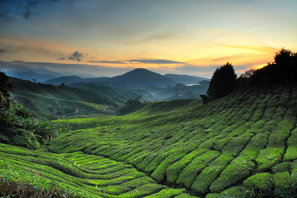 A 4-Day Cameron Highlands & Ipoh Tour