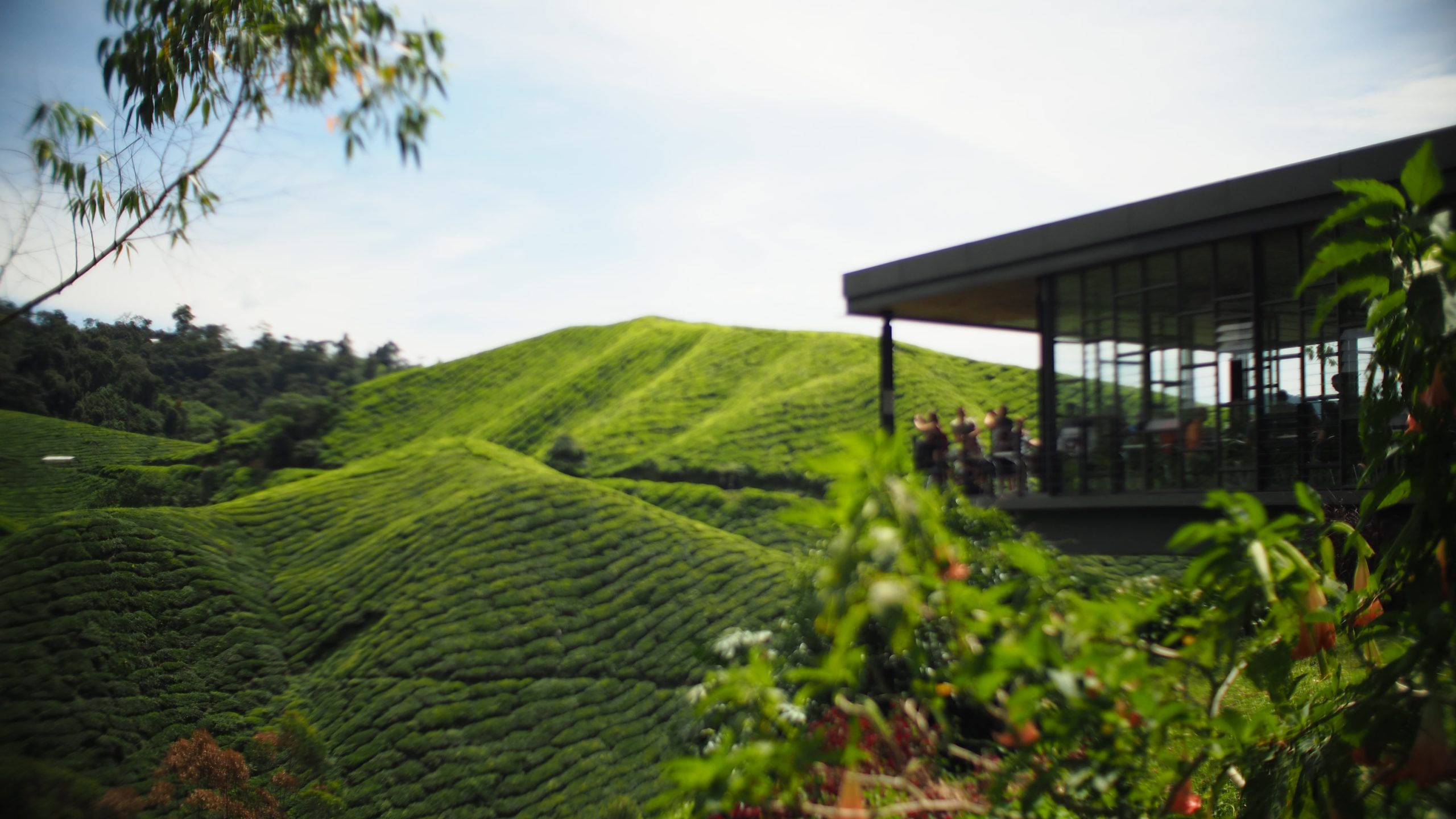 How to Get to Cameron Highlands from Singapore