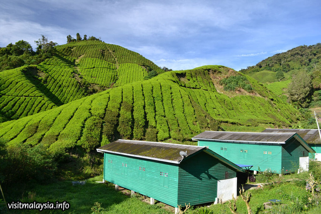 Tea plantation workers, composed overwhelmingly of immigrants from third world countries, form small villages nestled around the estates