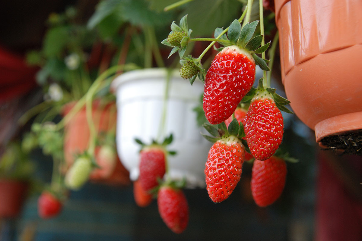 When is Strawberry Season in Cameron Highlands