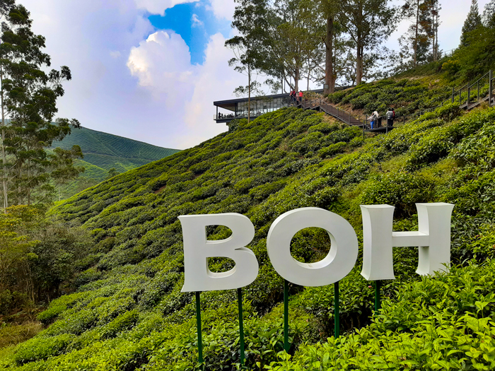 BOH Tea Plantation