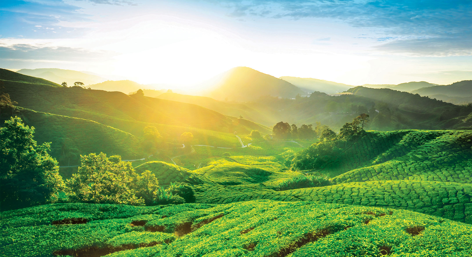 Cameron Highlands Weather