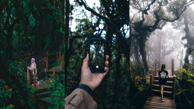 Mossy Forest at Brinchang