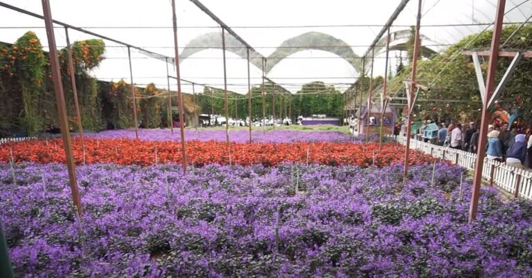 10 Best Tourist & Instagrammable Spots In Cameron Highlands