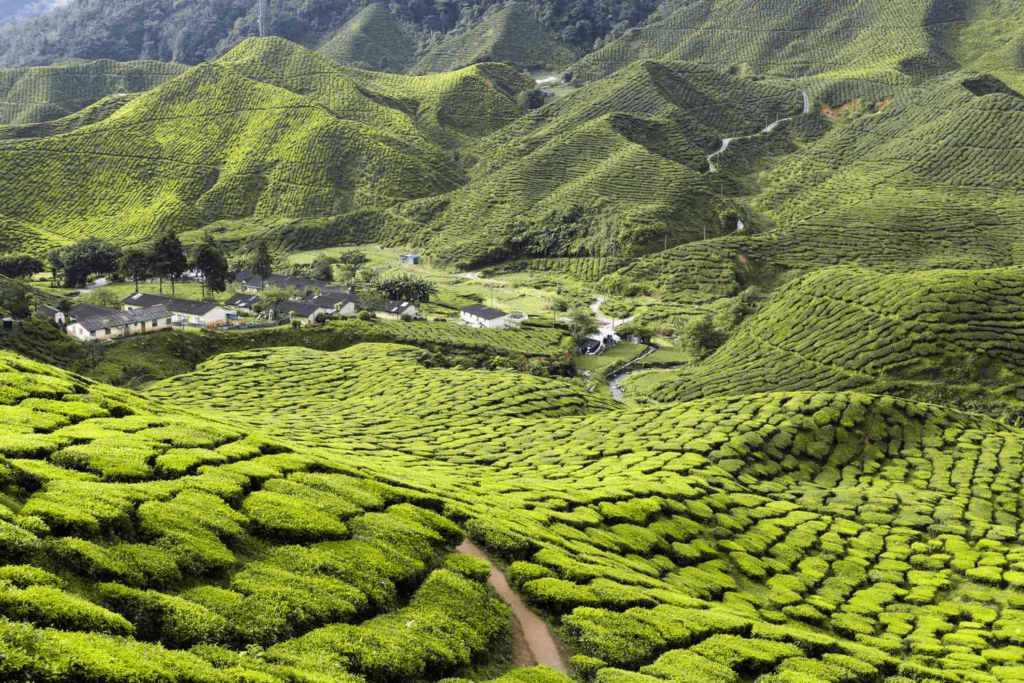 About Cameron Highlands, Malaysia