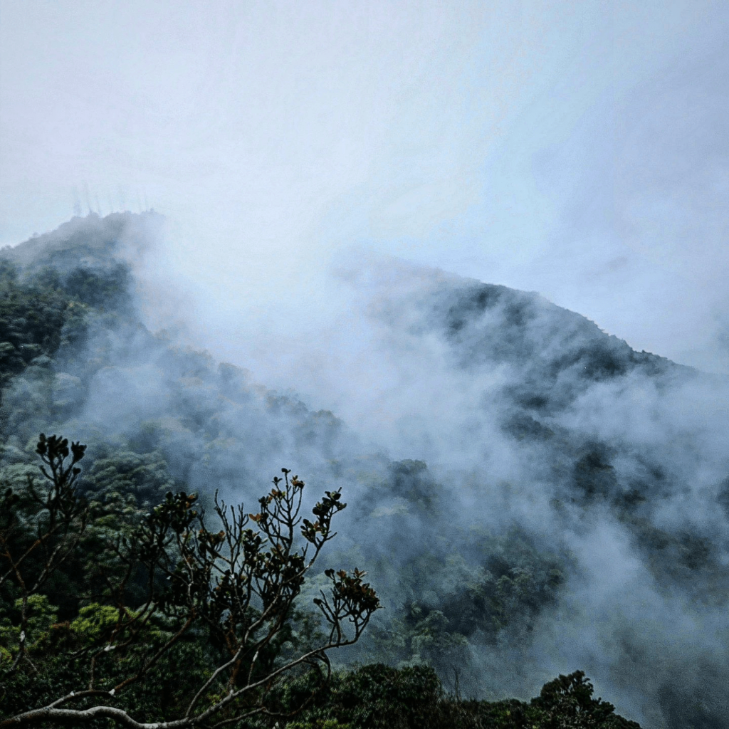 Suggestions for Capturing the Forest's Enchanting Features
