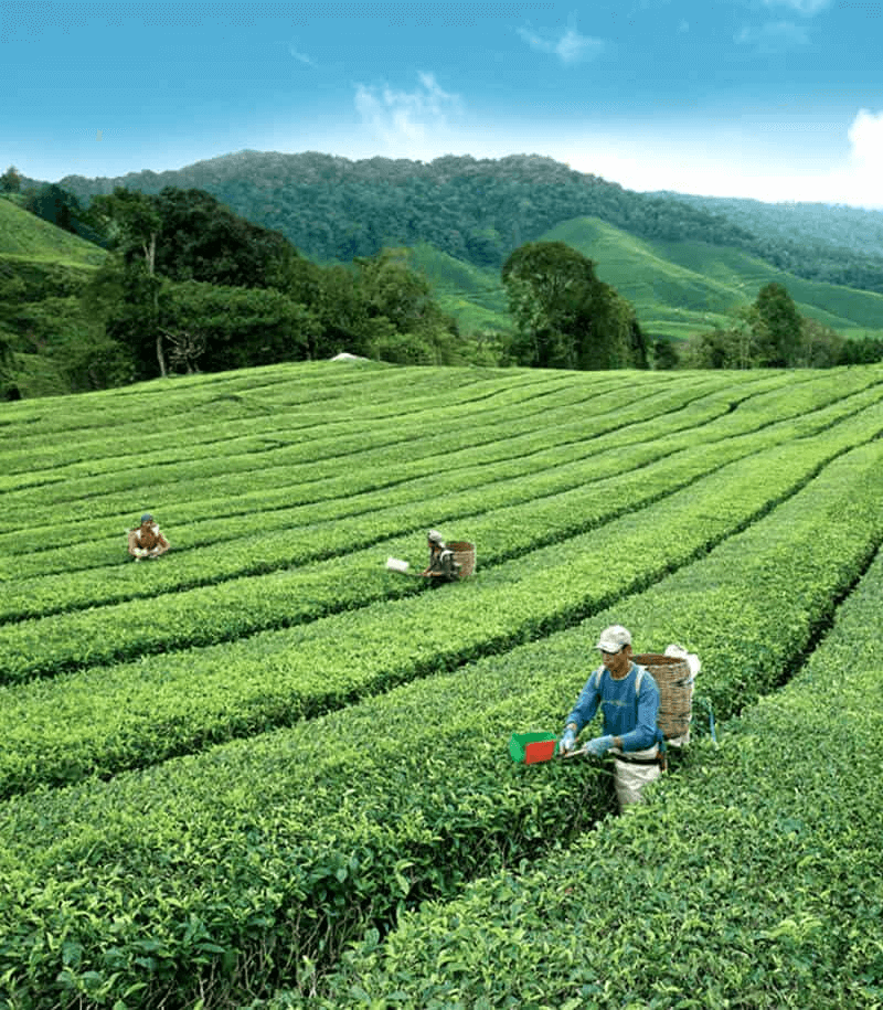 BOH Tea Plantation - Tea Manufacturer & Plantation, Pahang