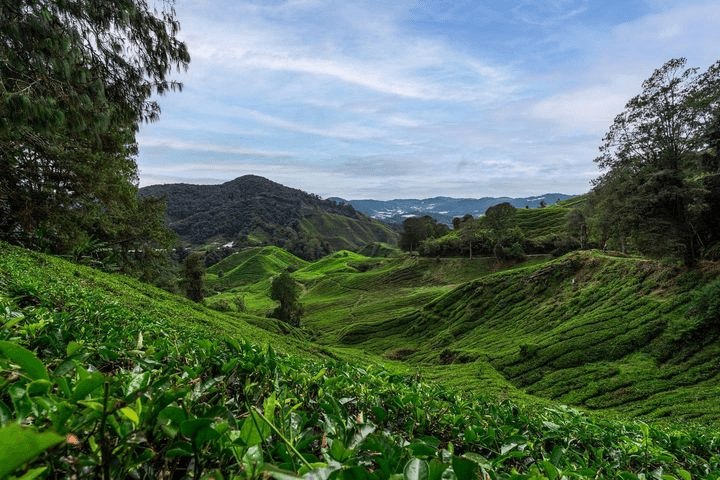 BOH Tea Plantation View