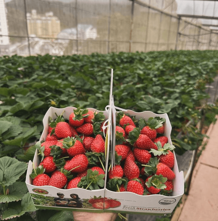 Box of Strawberries from Big Red Strawberry Farm