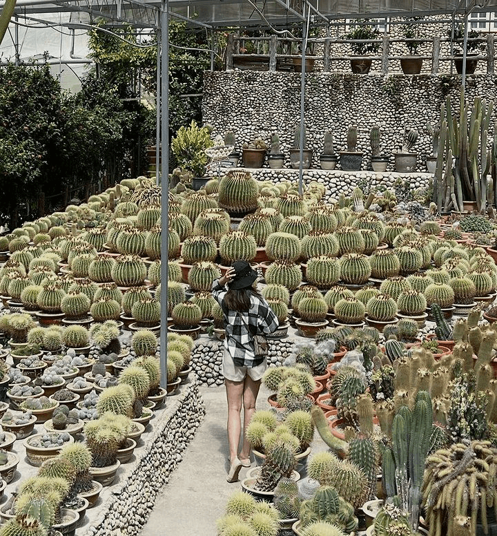 Cameron Highlands Cactus Valley