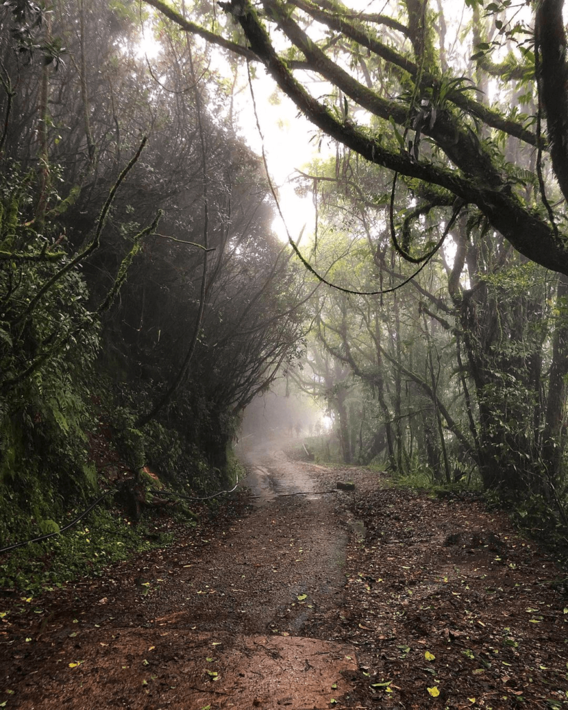 Mossy Forest - Nature Preserve in Brinchang, Pahang Mystical Atmosphere