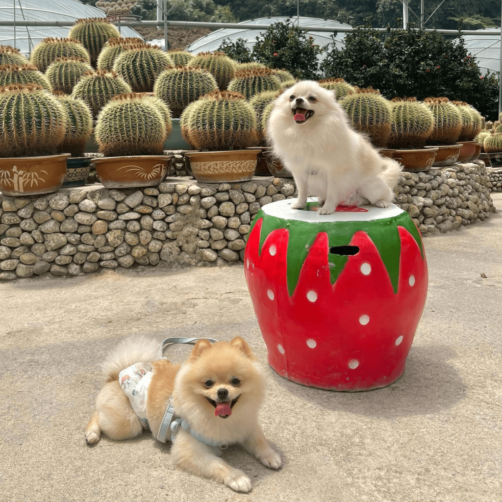 Puppies at Cameron Highlands Cactus Valley