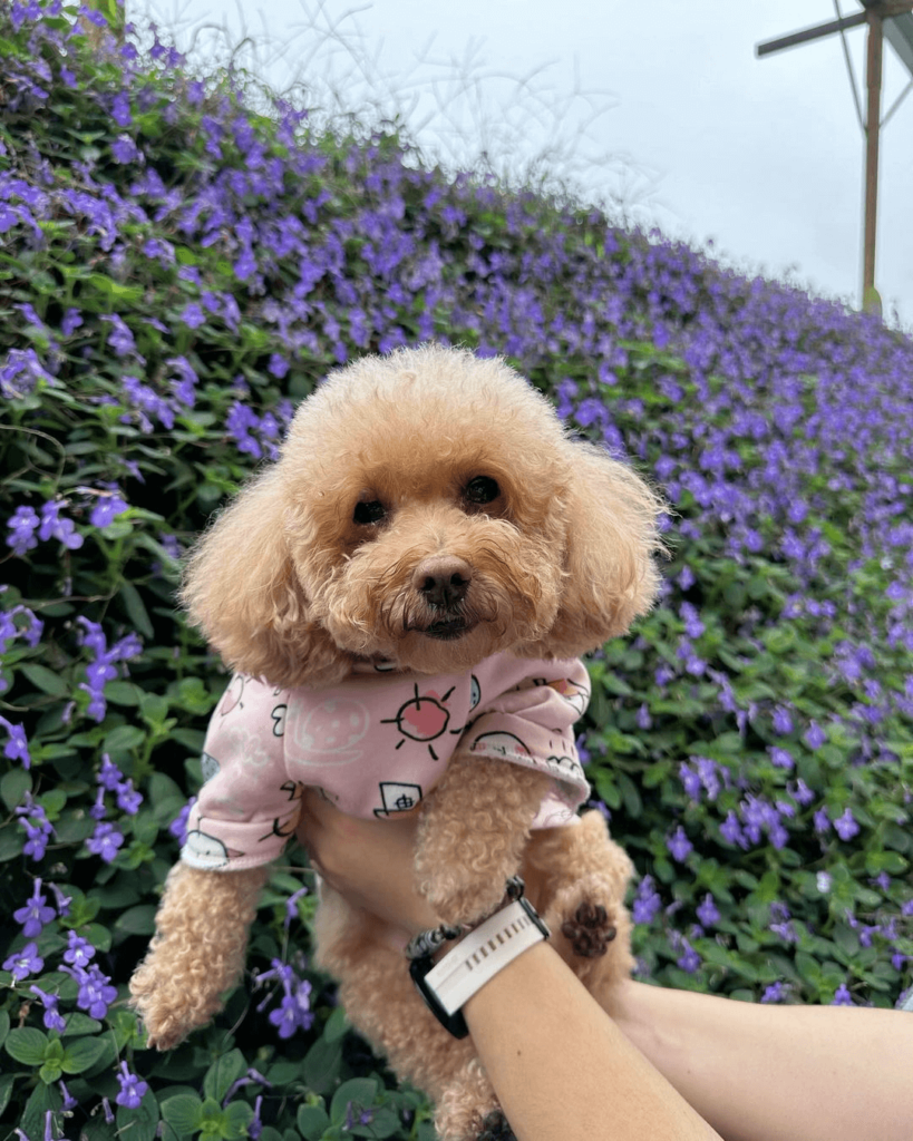 Puppy at Vibrant Lavender Garden, Cameron Highlands