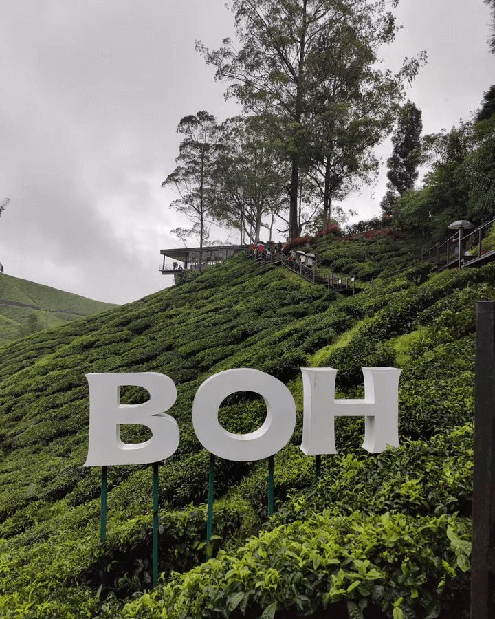 Scenic Tea Terraces at BOH Tea Plantation