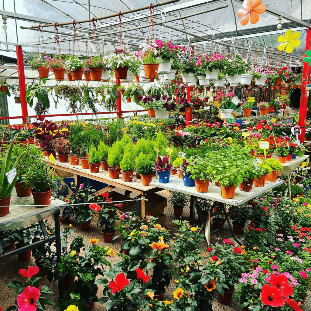 Rose Valley - Garden in Brinchang, Pahang - Rose and Flower Arrangements