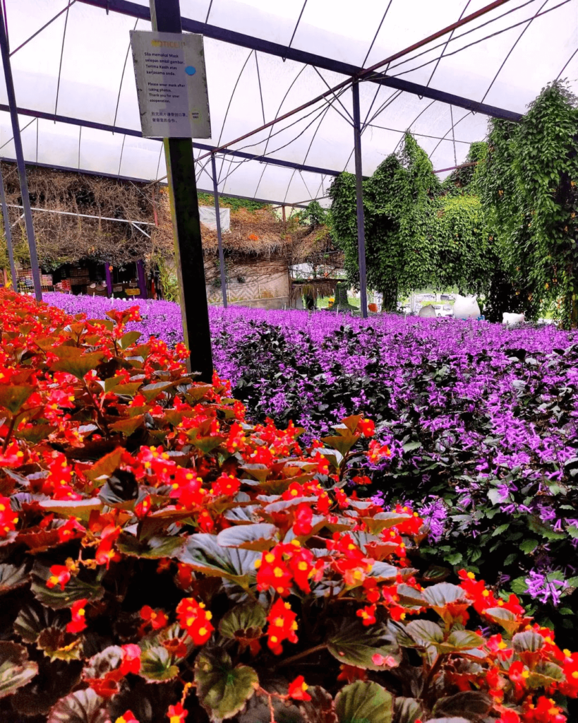 Vibrant Lavender Garden, Cameron Highlands Highlights