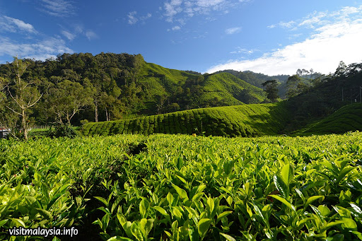 Boh Tea Plantation