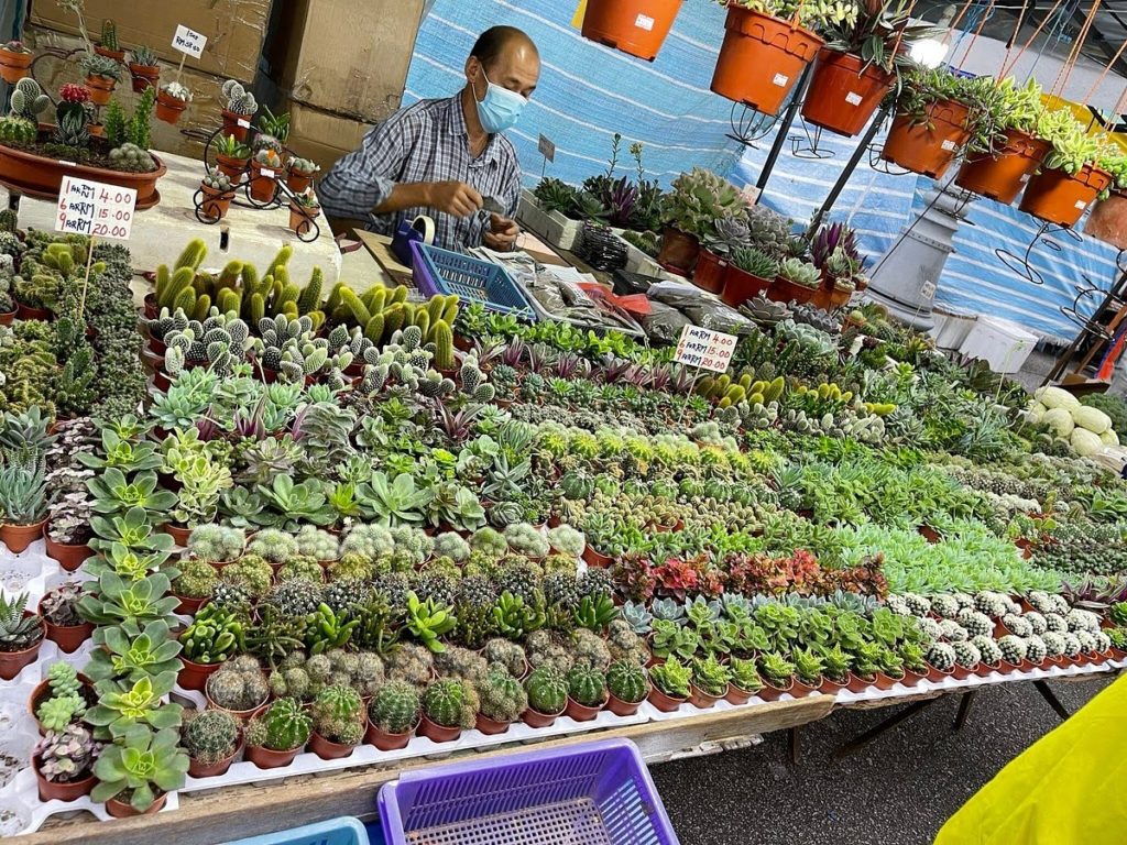 Cactus Vendor