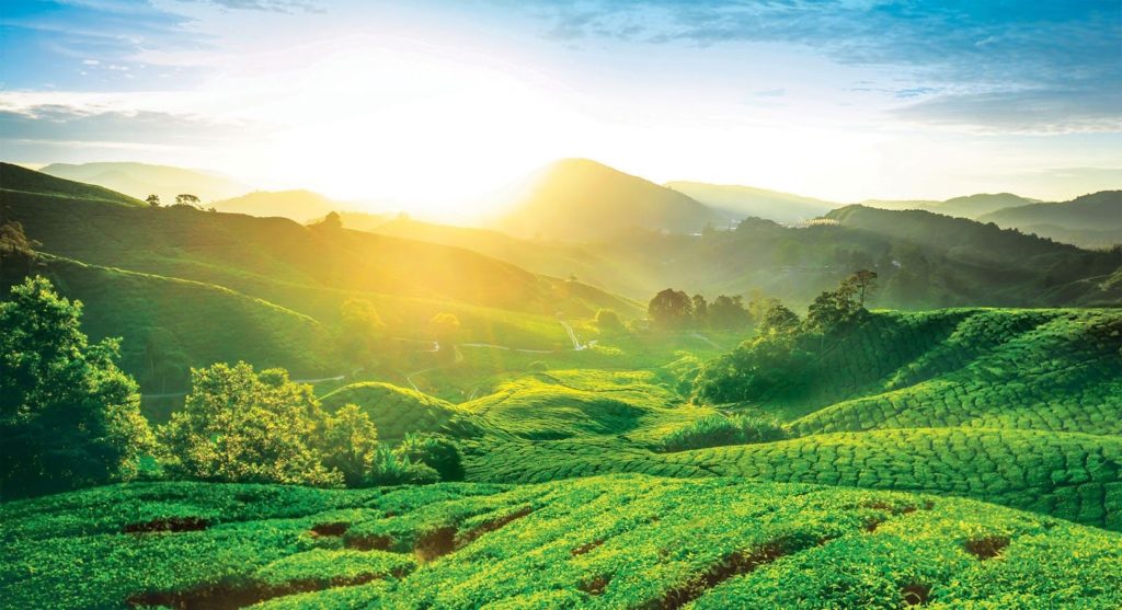 Cameron Highland