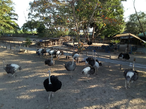 Desaru Ostrich Farm