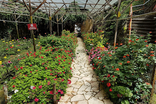 Rose valley