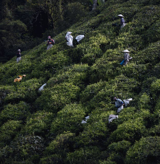 harvesting tea in cameron highlands
