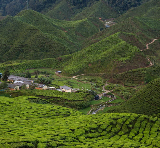 cameron highlands downhill view