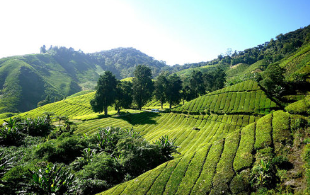 cameron highlands ipoh
