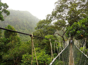 A hanging bridge in the middle of a dense and misty rainforest